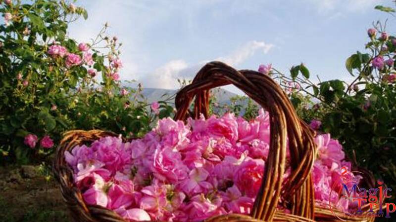 Празник на розата в Казанлък - 06 Юни 2026 г.